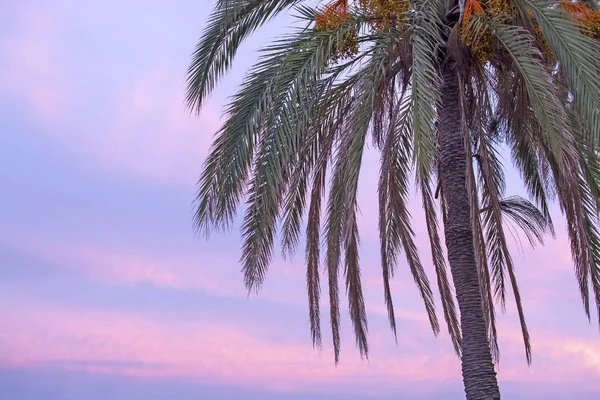 11月在西班牙马略卡岛 粉状的粉红色冬季日落天空 有果树 — 图库照片