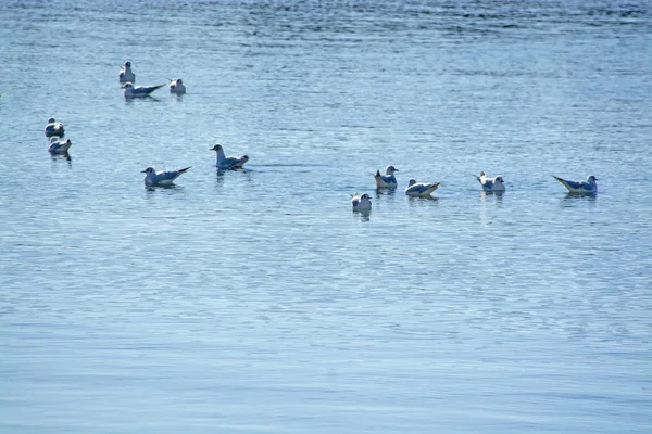 Vinter Fiskmåsar Lugna Blå Vattnet December Palma Mallorca Spanien — Stockfoto