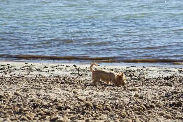 Cane Carino Che Gioca Sulla Spiaggia Sabbia Una Giornata Invernale — Foto Stock
