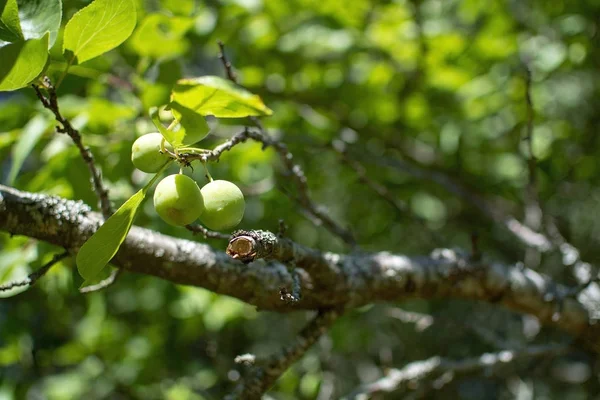 Closeup Plums Ripening Tree Green Garden Stockholm Sweden July — Stock Photo, Image