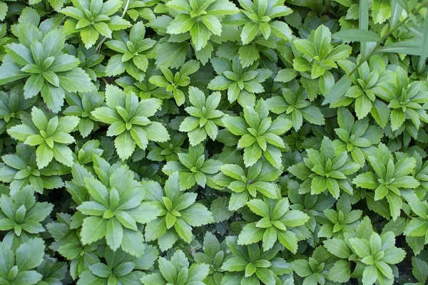 鲜绿色装饰浓密叶全框架夏园植被 — 图库照片