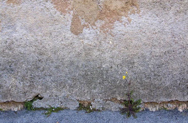 Dente di leone giallo fiore erba cresce contro tutte le probabilità contro la ruggine — Foto Stock