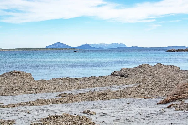 Seagrass on winter beach in Costa Smeralda Sardinia Italy — Stock Photo, Image