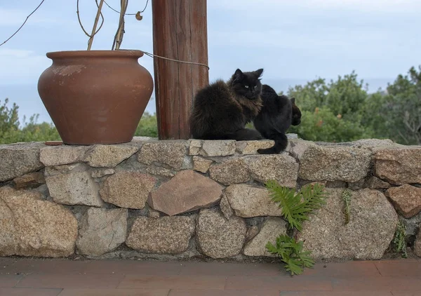 Dark brown cat sits on stone wall with sea view — Stock Photo, Image