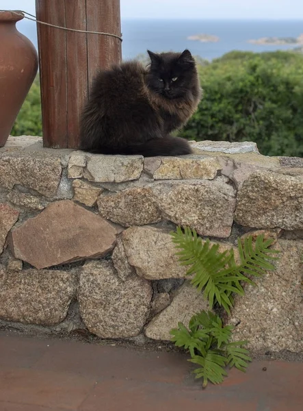 Dark brown cat sits on stone wall with sea view — Stock Photo, Image