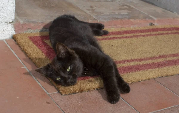 Dark brown kitten lays and stretches on fiber mat and terracotta — Stock Photo, Image