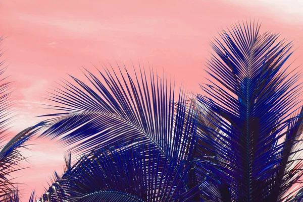 Siluetas de palma cálida Living Coral cielos tropicales —  Fotos de Stock
