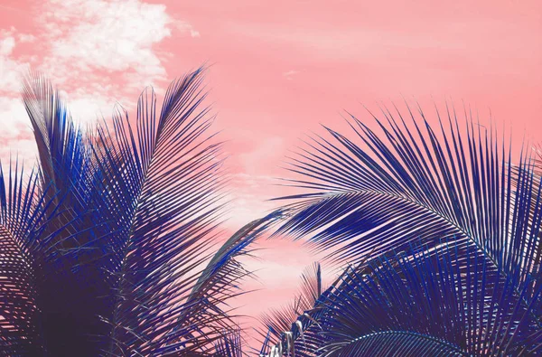 Palm silhouettes warm Living Coral skies tropical — Stock Photo, Image