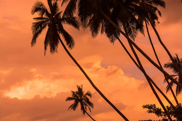 Silhouettes de palmiers chaud Living Ciel de corail — Photo