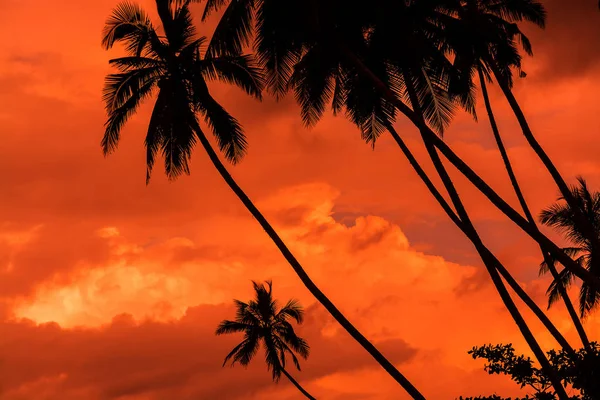 Palm silhouettes warm Living Coral skies