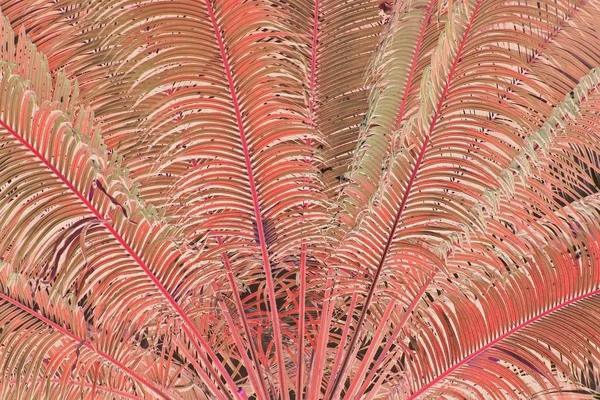 Silhouette de palmier inversée en couleur Living Coral — Photo