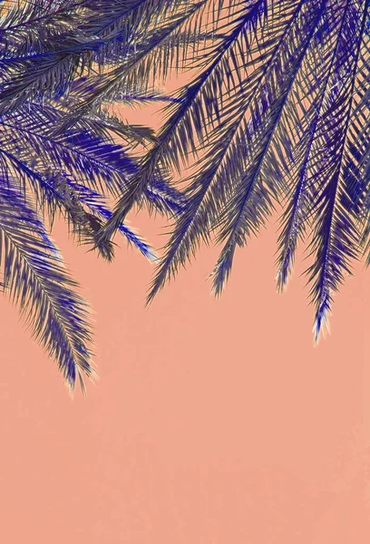 Palm tree leaves on top on color Living Coral — Stock Photo, Image