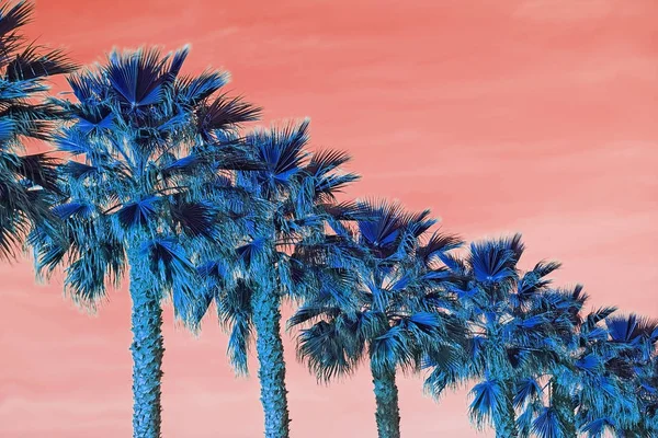 棕榈树在生活珊瑚天空背景 — 图库照片