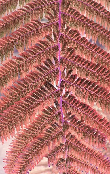 Eğreltiotu yaprakları makro yaşayan mercan tonda — Stok fotoğraf
