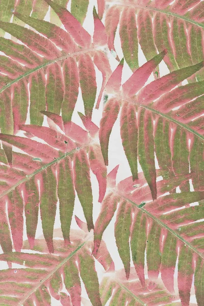 绿色和红色阳光照射的蕨类植物叶子 — 图库照片