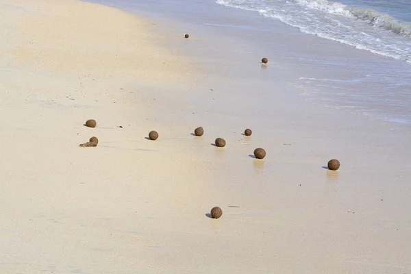 De ballen van de vezel van zeegras — Stockfoto