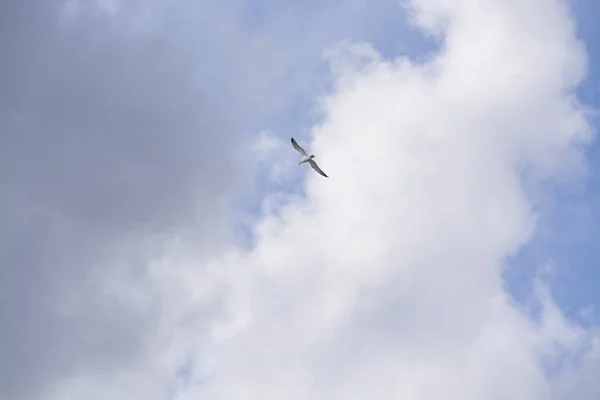 Singel mås flygande overhead — Stockfoto