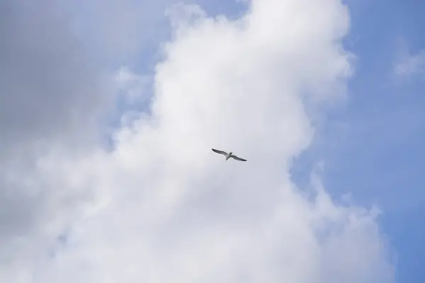 Singel mås flygande overhead — Stockfoto