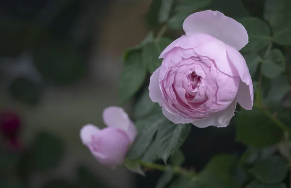 Hermosas flores de rosa primer plano —  Fotos de Stock