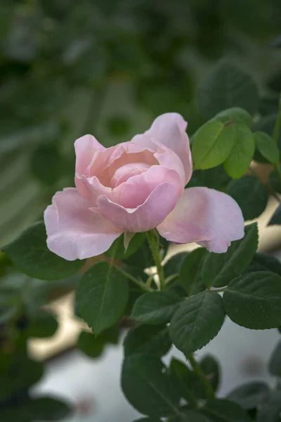 Hermosas flores de rosa primer plano —  Fotos de Stock