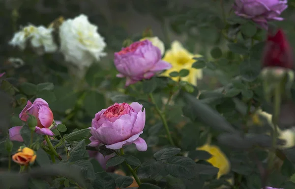 Mooie twee-afgezwakt roze rose bloemen close-up — Stockfoto