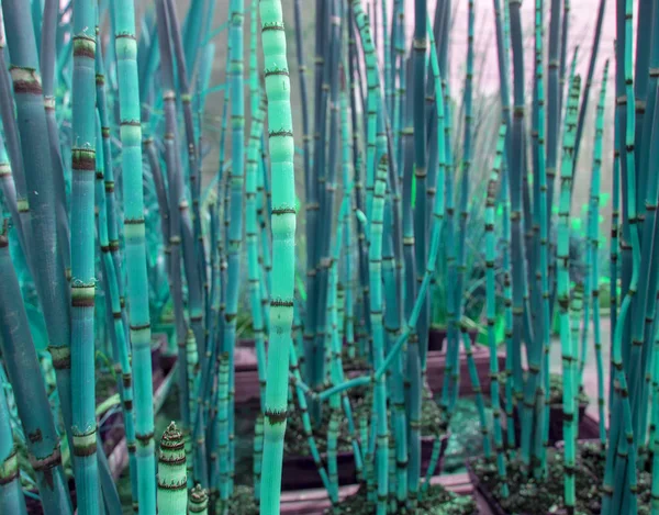 抽象竹草在明亮的绿松石中调子 — 图库照片