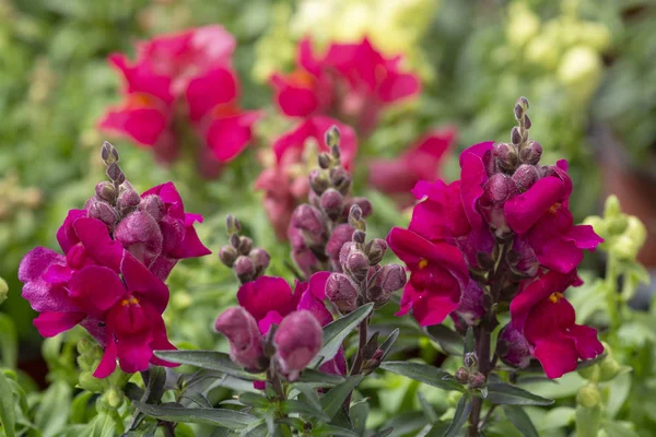 Flores de snapdragon coloridas — Fotografia de Stock