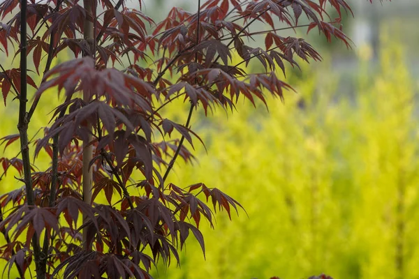 Élégant arbre de bambou de style zen japonais — Photo