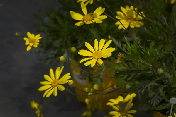 Yellow daisy flowers closeup — Stock Photo, Image