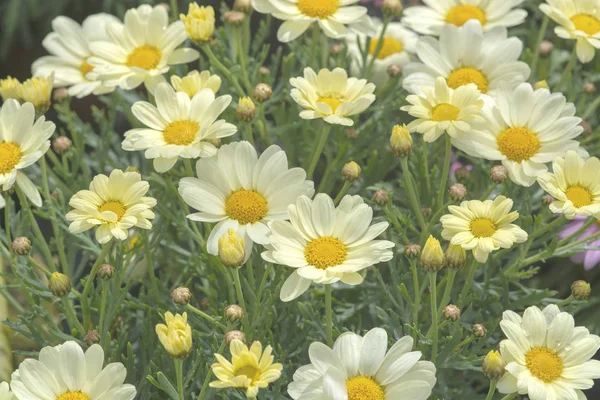 White daisy flowers closeup — Stock Photo, Image
