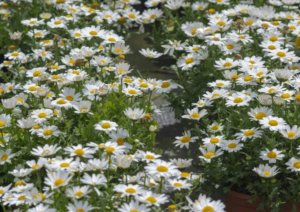 White daisy flowers closeup — Stock Photo, Image