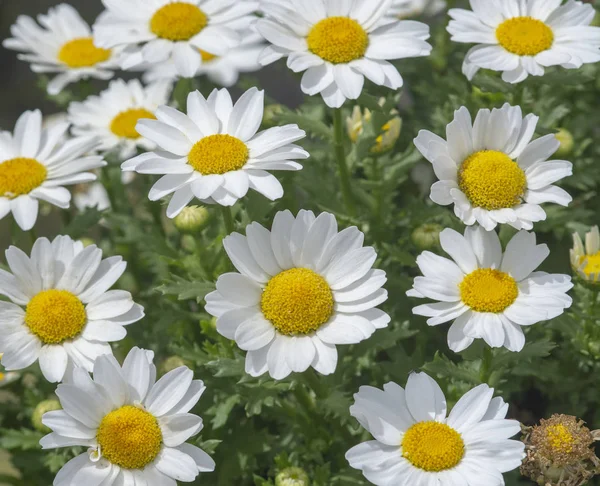 Margarita blanca Flores Primer plano — Foto de Stock