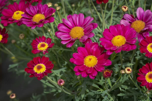 Pink and red daisy looking flowers full frame — Stock Photo, Image