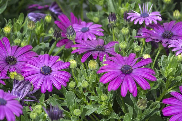 Purple daisy flowers full frame — Stock Photo, Image