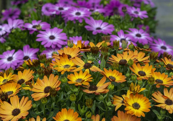 Purple and yellow daisy flowers full frame — Stock Photo, Image