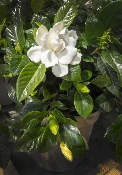 Schöne weiße Gardenia Blume Nahaufnahme — Stockfoto