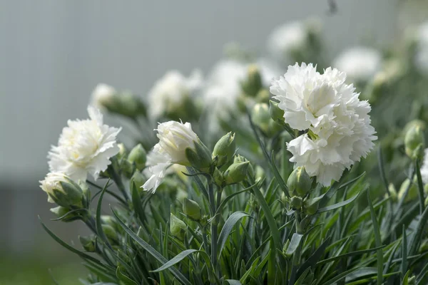 Flores de clavel blanco — Foto de Stock