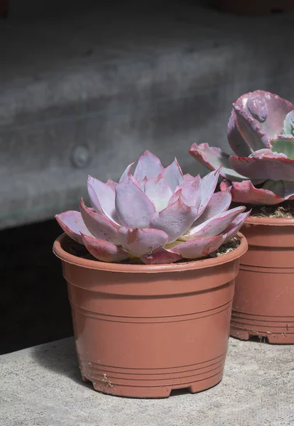 Suculentas plantas de cacto roxo em vasos — Fotografia de Stock