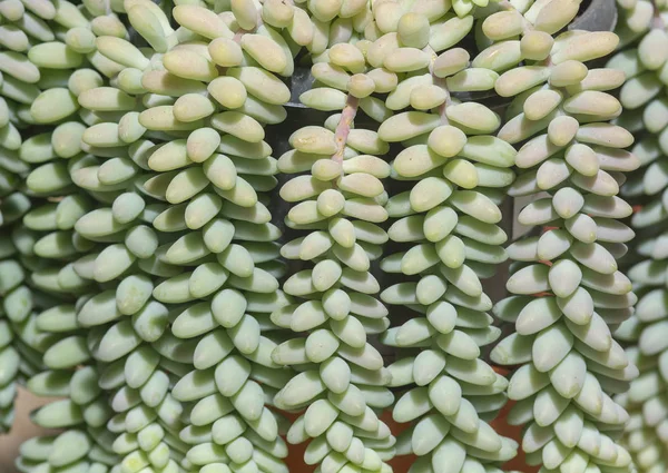 Sappige Sedum planten close-up — Stockfoto