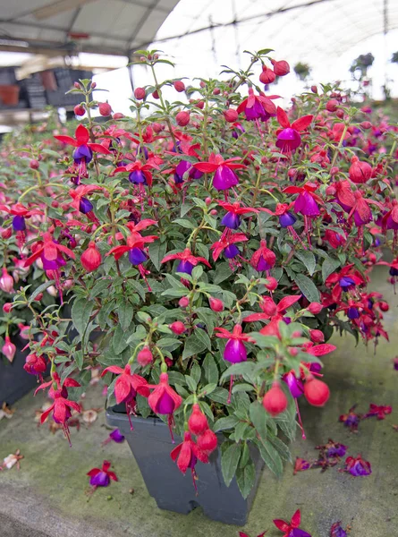 Flores fucsia rosa púrpura y rojo — Foto de Stock