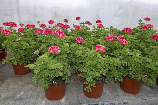 Flores de gerânio rosa em vasos — Fotografia de Stock
