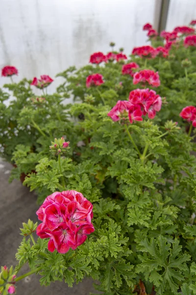 Flores de geranio rosa en macetas — Foto de Stock