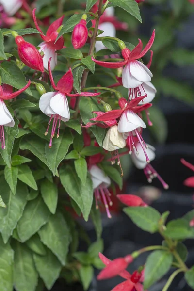 Fuchsia flowers red and white — Stock Photo, Image