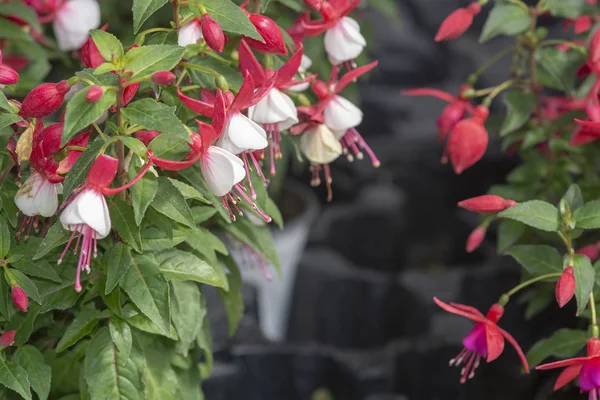 Fuchsienblüten rot und weiß — Stockfoto