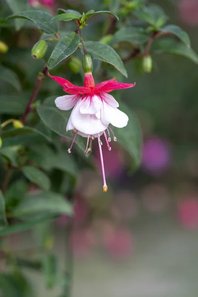 Fuchsia flori roz și alb — Fotografie, imagine de stoc