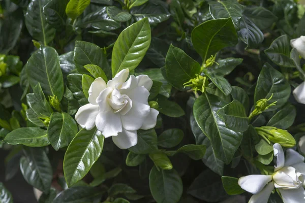 Beautiful white gardenia flower closeup — Stock Photo, Image