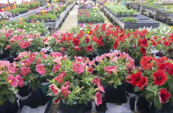 Petunia flores en macetas dentro de invernadero — Foto de Stock