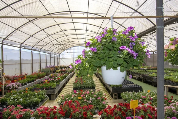 Petunia flowers in pots inside greenhouse