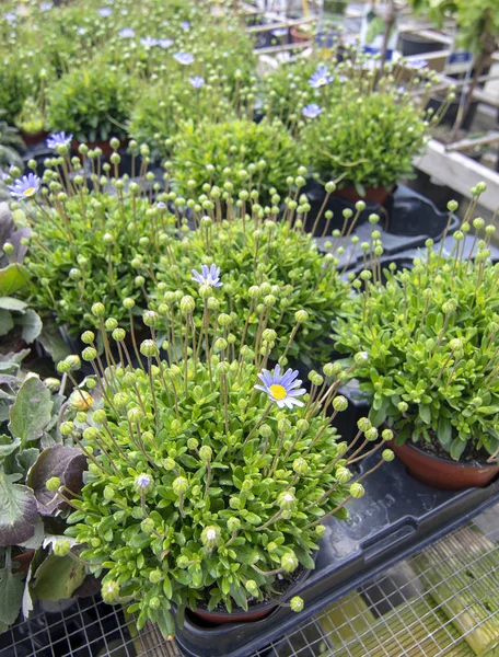 Pequeñas plantas de Agathea azul con flores azules — Foto de Stock