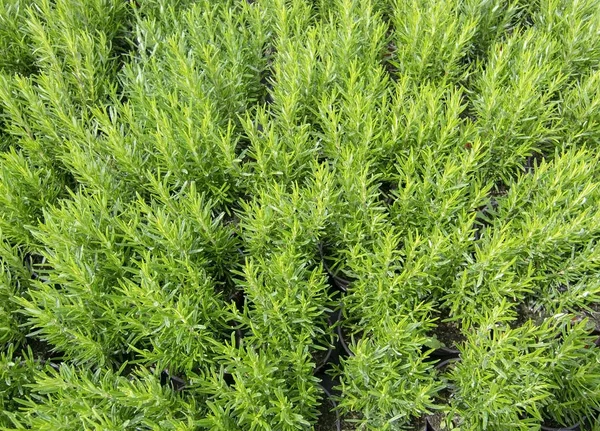 Красивые розмарина трав в горшках полный кадр — стоковое фото